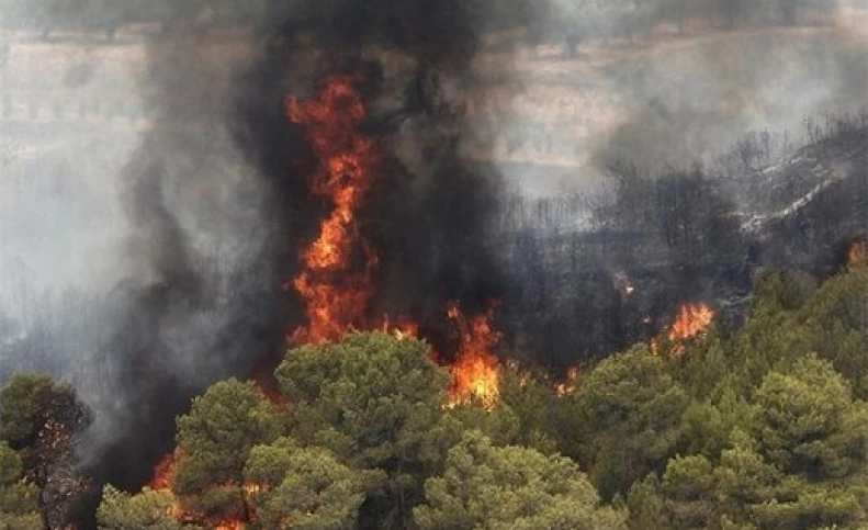 اینجا ۴ سال است که می‌سوزد/نتیجه آتش‌سوزی دیل؛ مرگ درختان صدساله