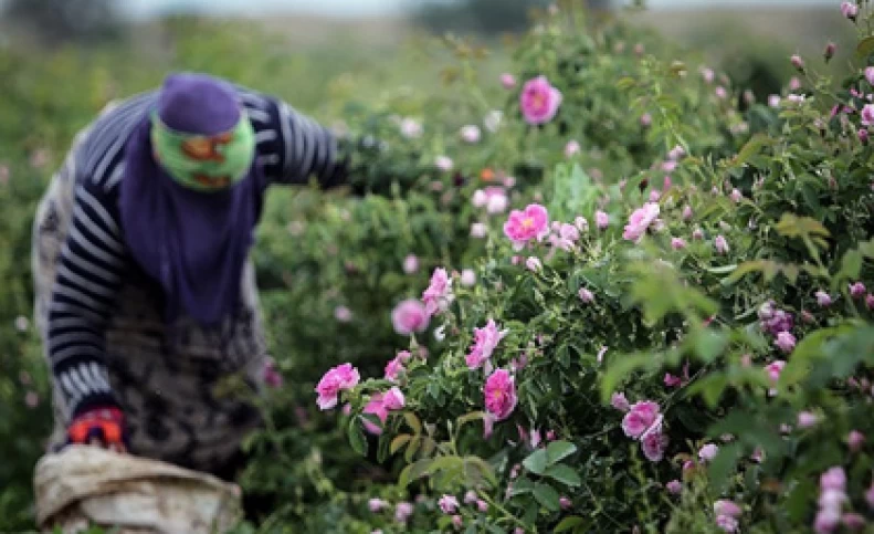 برآورد تولید بیش از ۴۵۰۰ تن گل محمدی در آذربایجان شرقی