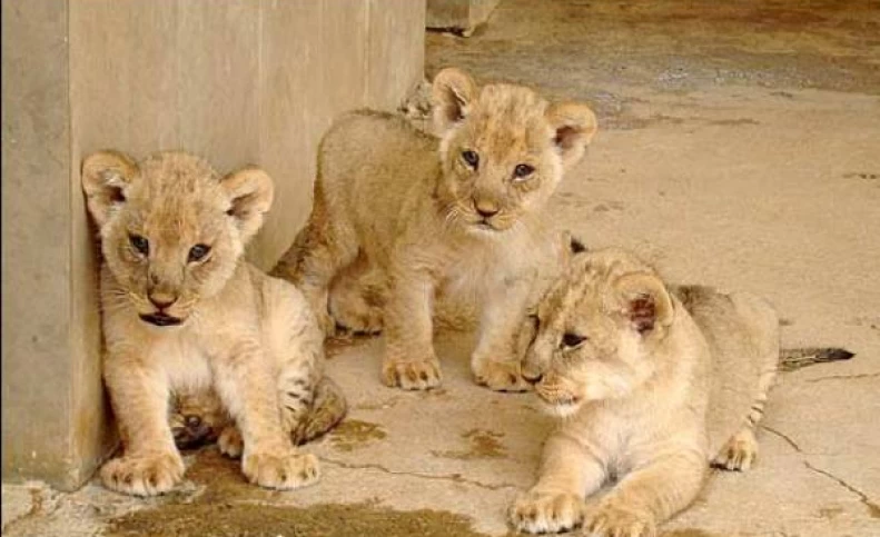 توله شیرهای باغ وحش تبریز نارس به دنیا آمده بودند