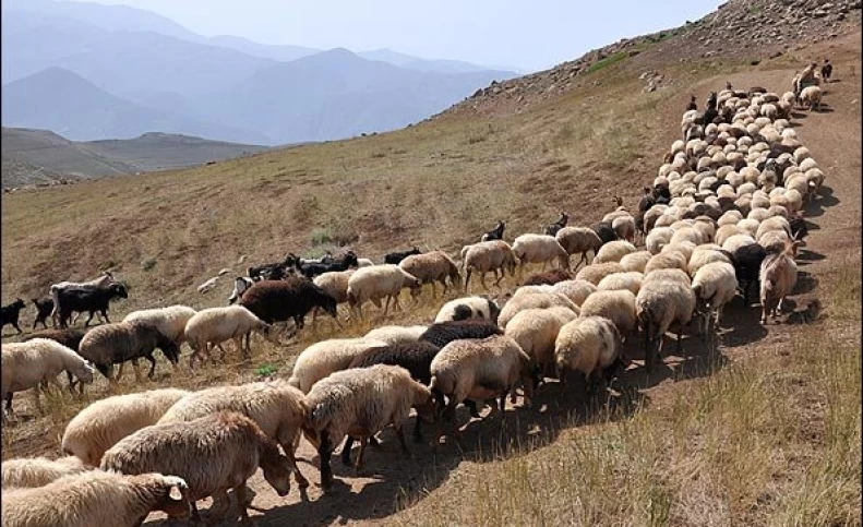 نرخ گوسفند در عید قربان مشخص شد/ تفاوت قیمت دام سبک و سنگین چقدر است؟