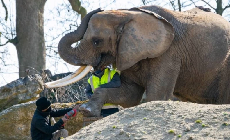 (تصاویر) مانیکور و پدیکور ناخن فیل‌ها!