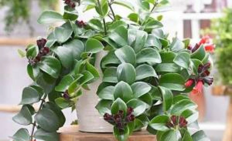 اصول نگهداری و پرورش اسکینانتوس (گیاه رژ لب)