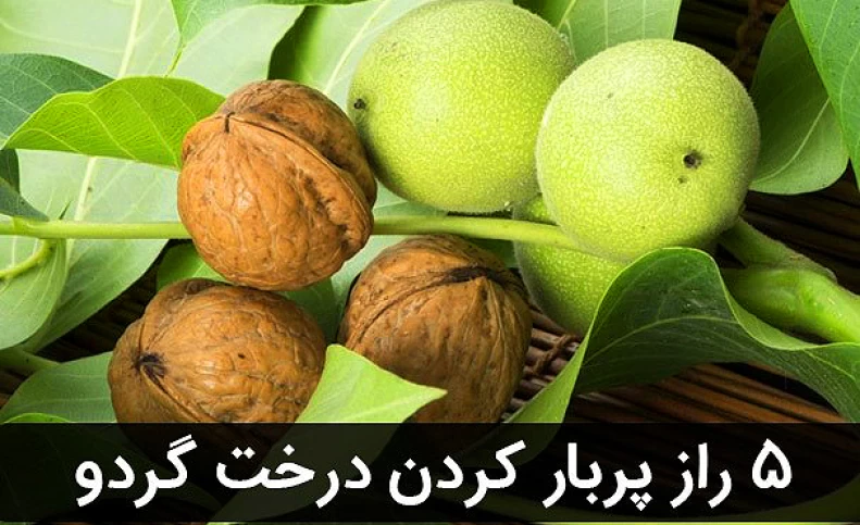 چکار کنیم درخت گردو پربار شود