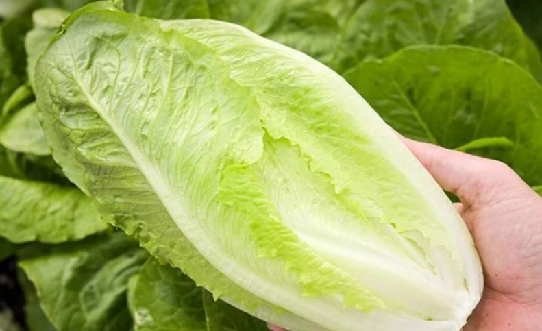 چگونه تلخی کاهو را از بین ببریم