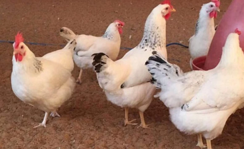ماجرای تزریق خون مرغ به کودکان چینی