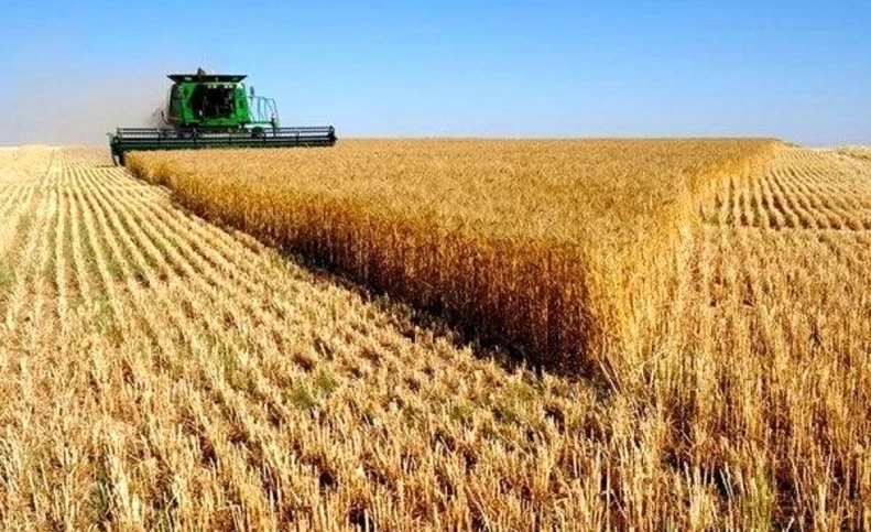 حجم زیادی از گندم تولیدی به مصرف دام رسید/ خشکسالی باعث کاهش ۴۰ درصدی کشت دیم شد/ خرید ۴.۵ میلیون تن گندم از خارج کشور