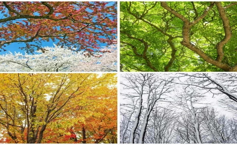 چرا بنگلادش به جای چهار فصل، شش فصل دارد؟