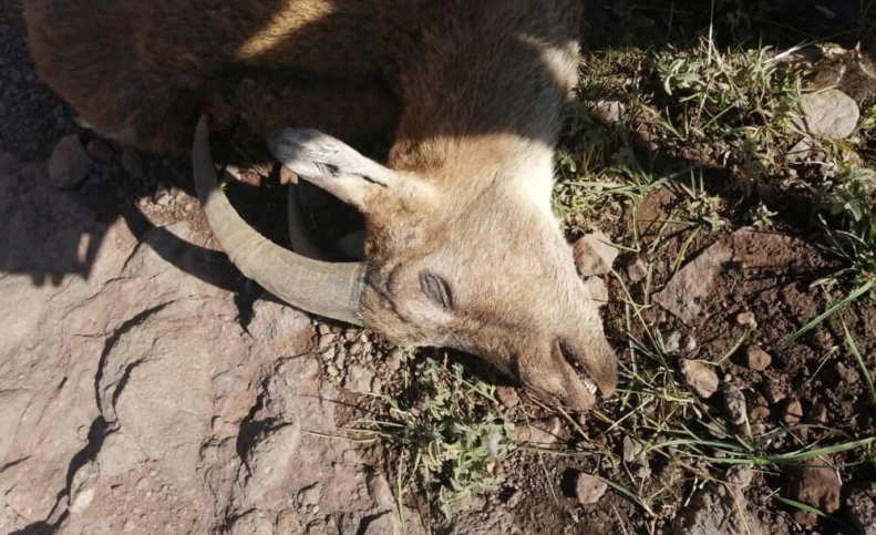 طاعون نشخوارکنندگان برای انسان خطری ندارد