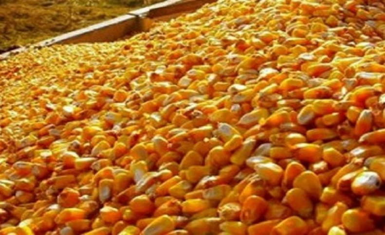 وزارت جهاد کشاورزی: هنوز نمی توان گفت ذرت های موجود در گمرک آلوده اند