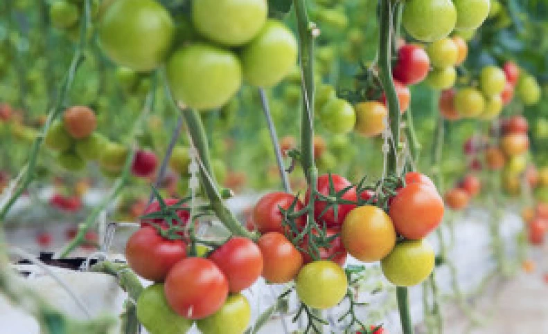 اصول کاشت و پرورش گوجه فرنگی در خانه
