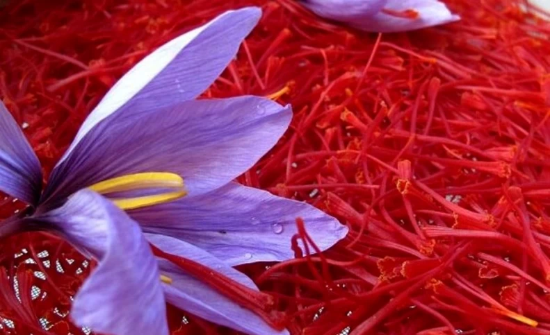 جزئیاتی از فعالیت مافیای زعفران در کشور