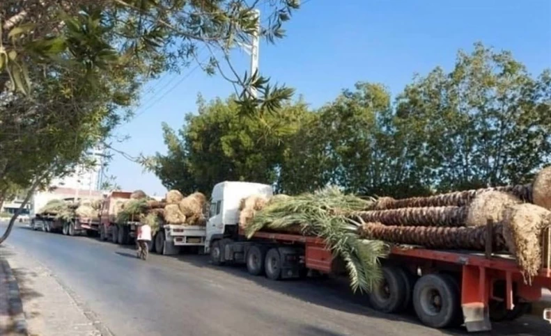 هر نخل ایرانی را چند به قطر فروختند؟