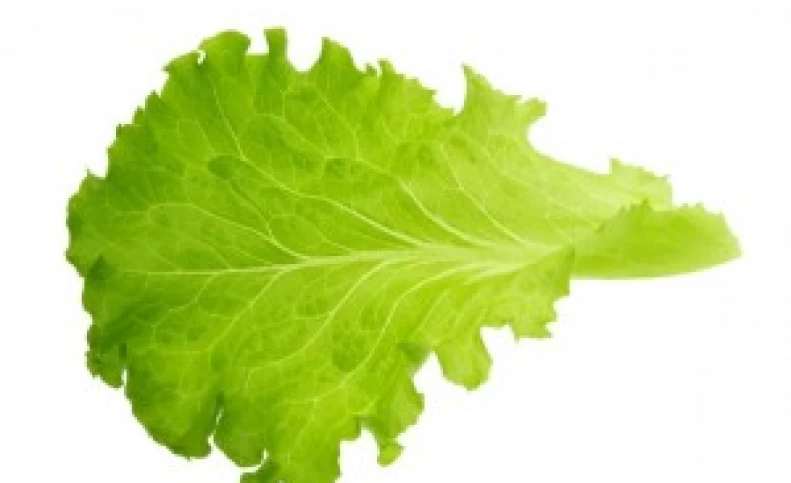 فواید معجزه آسای ماسک کاهو برای زیبایی و سلامت پوست