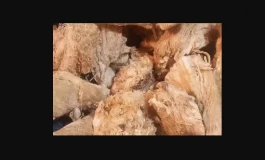 خاصیت ریشه قسنی برای سلامتی و زیبایی