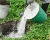 فواید خاکستر برای درخت پسته