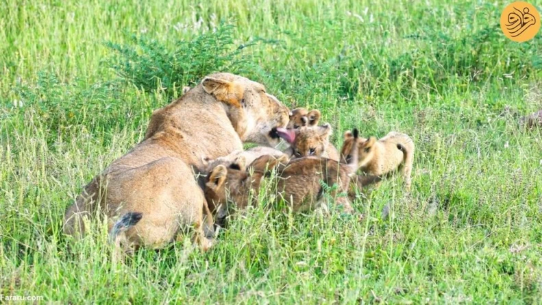 (ویدئو) لحظه دیدار مجدد توله شیر‌های گم شده با مادرشان